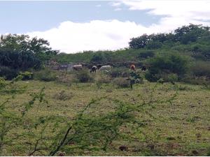 Terreno en venta en San Jose Navajas, El Marqués, Querétaro Terreno en venta en San Jose Navajas, El Marqués, Querétaro