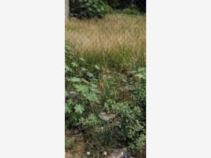 Terreno en venta en Camelinas, Morelia — foto 2 de 3