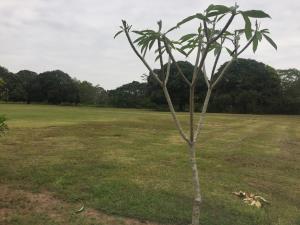 Terreno en venta en El Zanjon, Jamapa — foto 2 de 10