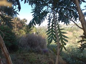 Terreno en venta en Las Águilas 1a Sección, Álvaro Obregón — foto 2 de 6