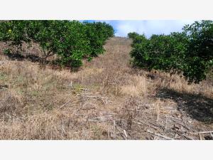 Terreno en venta en Chichimantla Segundo, Tihuatlán, Veracruz de Ignacio de la Llave Terreno en venta en Chichimantla Segundo, Tihuatlán, Veracruz de Ignacio de la Llave