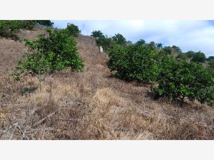 Terreno en venta en Chichimantla Segundo, Tihuatlán — foto 3 de 16