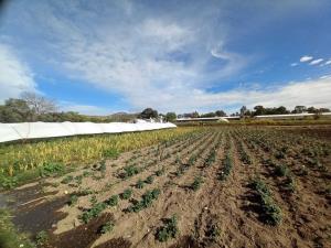 Terreno en venta en Santa Cruz Tehuixpango, Atlixco — foto 3 de 18