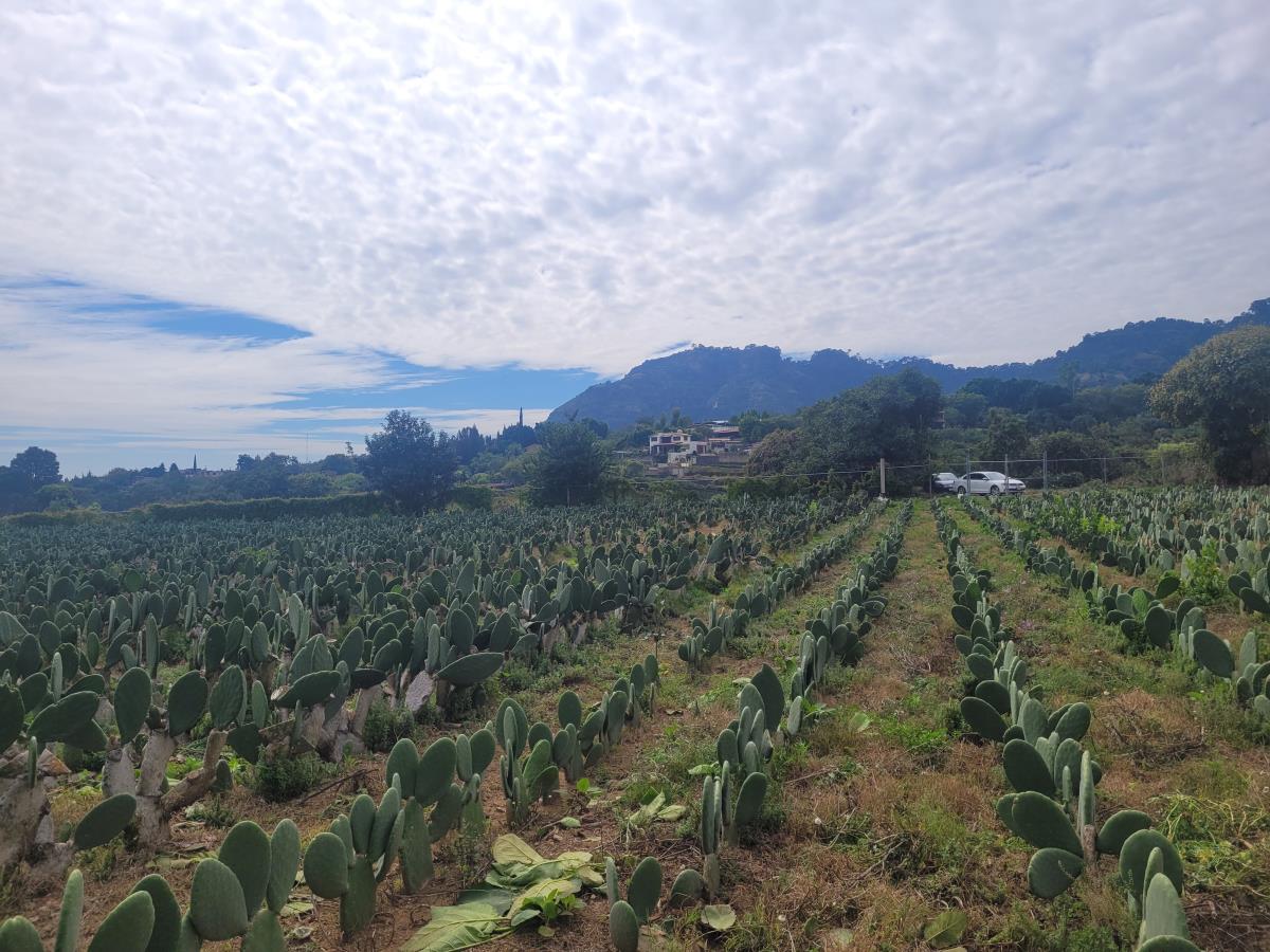 Terreno en venta en Los Laureles (San José de los Laureles), Tlayacapan — foto 1 de 22