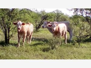 Finca-Rancho en venta en San José de Cloete, Sabinas — foto 2 de 46