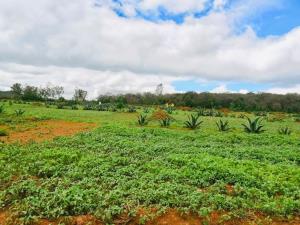 Terreno en venta en Huasca de Ocampo Centro, Huasca de Ocampo — foto 3 de 95