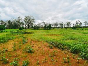 Terreno en venta en Huasca de Ocampo Centro, Huasca de Ocampo — foto 2 de 88