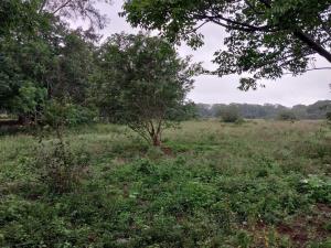 Terreno en venta en Primero de Mayo (Los Mangos), Pueblo Viejo — foto 2 de 6