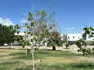 Terreno en venta en Los Cedros, Gómez Palacio — foto 3 de 5
