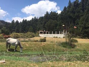 Terreno en venta en Mineral del Monte Centro, Mineral del Monte — foto 3 de 71