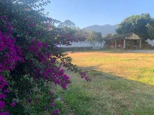Terreno en renta en Lo de Lamedo, Tepic — foto 2 de 5