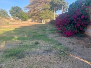 Terreno en renta en Lo de Lamedo, Tepic — foto 3 de 5