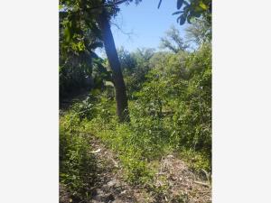 Terreno en venta en Parras de la Fuente Centro, Parras, Coahuila de Zaragoza
