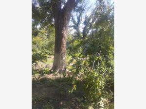 Terreno en venta en Parras de la Fuente Centro, Parras — foto 2 de 9