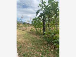 Terreno en venta en Emiliano Zapata Nexatengo, Atlixco — foto 3 de 13