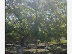 Terreno en venta en Parras de la Fuente Centro, Parras — foto 2 de 16