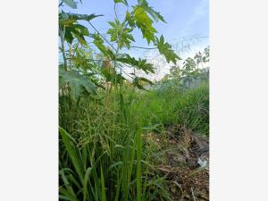 Terreno en venta en Las Fincas, Jiutepec — foto 3 de 5