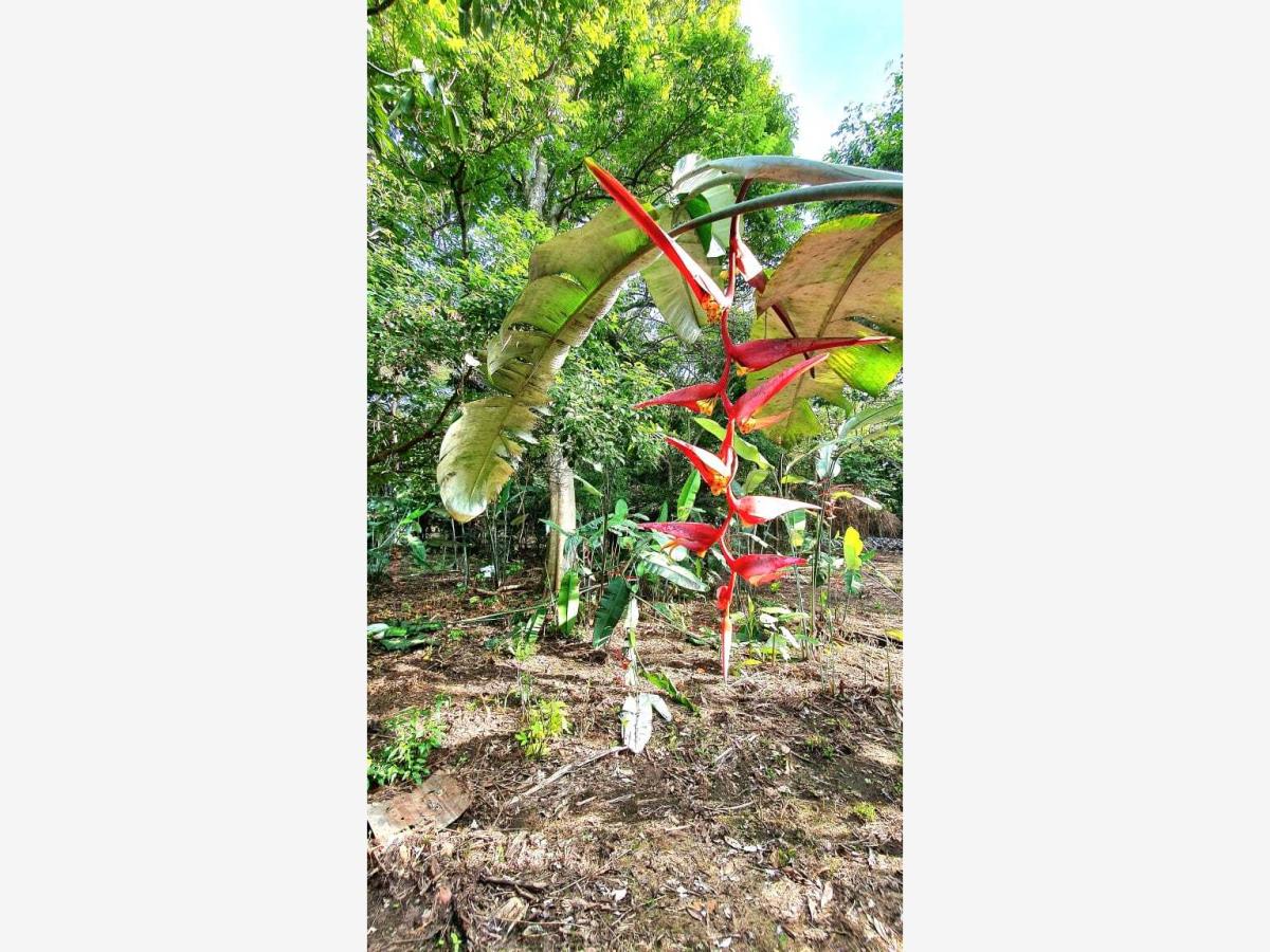 Terreno en venta en Comala, Comala — foto 1 de 35
