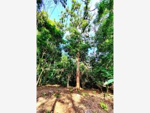 Terreno en venta en Comala, Comala — foto 2 de 35