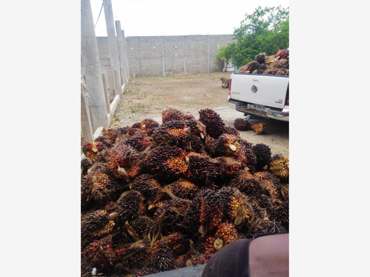 Finca-Rancho en venta en El Triunfo, Balancán — foto 1 de 11