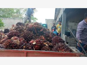 Finca-Rancho en venta en El Triunfo, Balancán — foto 3 de 11
