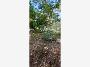 Terreno en venta en Conkal, Conkal — foto 3 de 15
