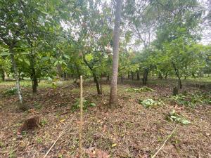 Terreno en venta en Miguel Hidalgo, Comalcalco — foto 2 de 3