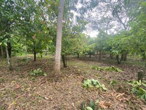 Terreno en venta en Miguel Hidalgo, Comalcalco — foto 3 de 3