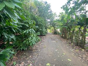 Terreno en venta en Oriente 4ta. Sección (Tripa Ciega), Comalcalco — foto 3 de 4