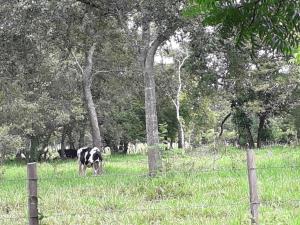 Finca-Rancho en venta en La Palma, Acayucan — foto 2 de 12