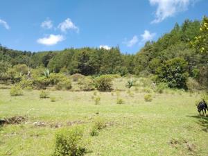Terreno en venta en Velasco, Omitlán de Juárez — foto 2 de 9
