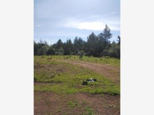 Terreno en venta en Llano Grande, Huasca de Ocampo — foto 3 de 4