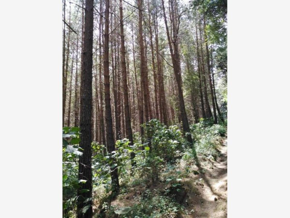 Terreno en venta en Cerro Gordo, Omitlán de Juárez — foto 1 de 6