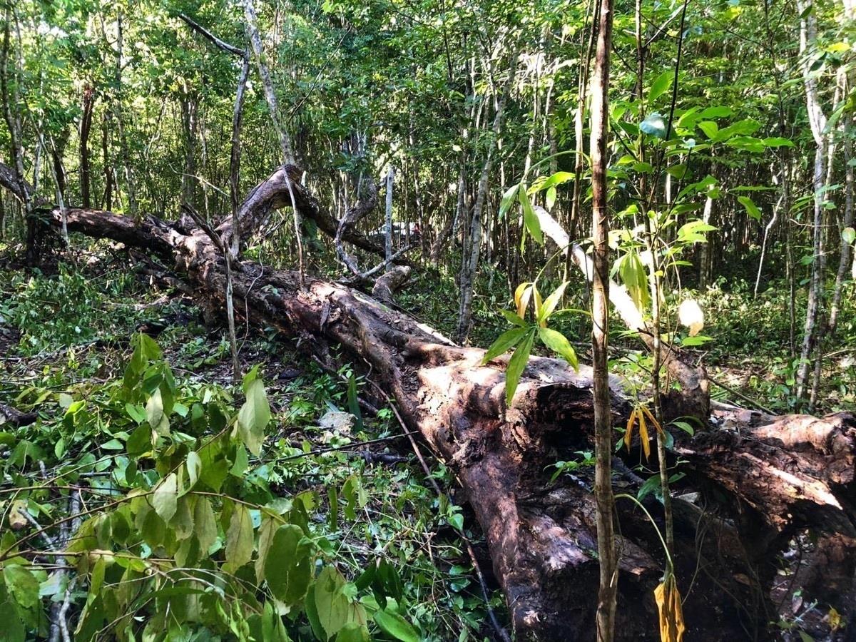 Terreno en venta en Macario Gómez, Tulum — foto 1 de 5