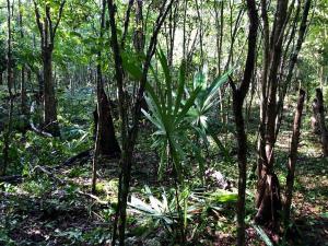 Terreno en venta en Macario Gómez, Tulum — foto 3 de 5