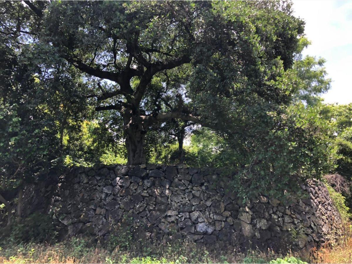 Terreno en venta en San Andrés de la Cal, Tepoztlán