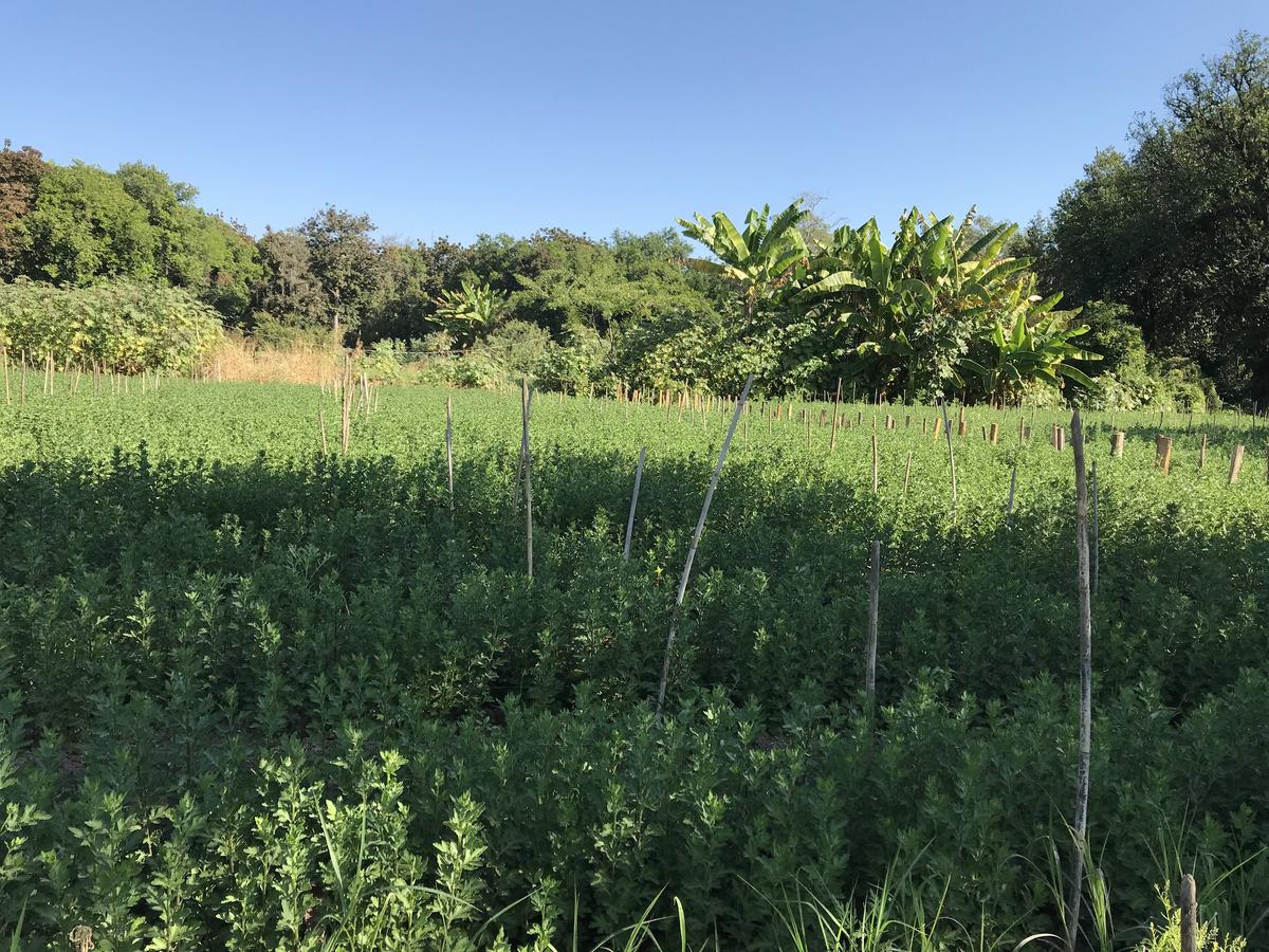 Terreno en venta en Tetecala, Tetecala — foto 1 de 31