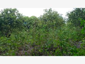 Terreno en venta en Emiliano Zapata (la Bomba), Tihuatlán — foto 2 de 4