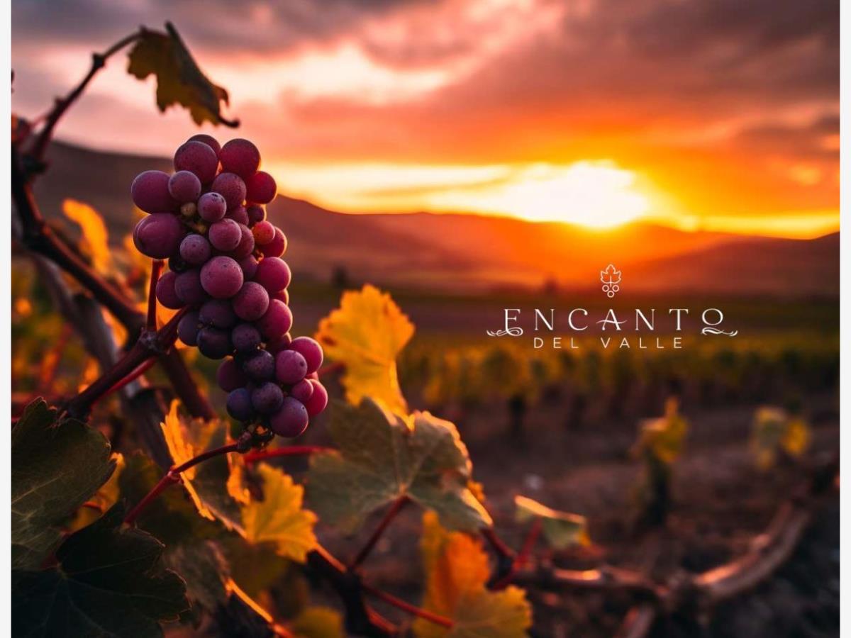 Terreno en venta en Francisco Zarco (Valle de Guadalupe), Ensenada — foto 1 de 11