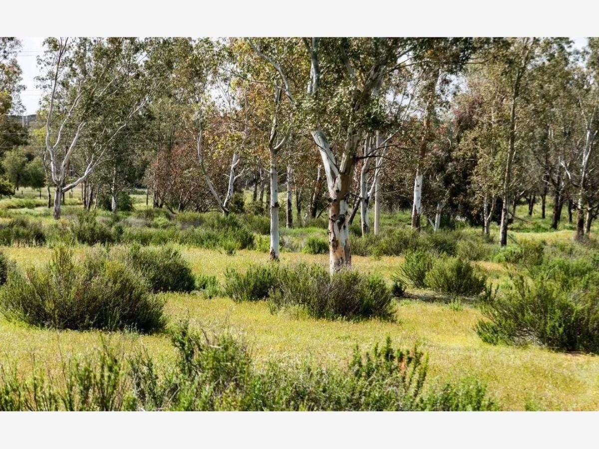 Terreno en venta en Banchetti, Tecate — foto 1 de 8