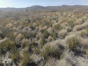 Terreno en venta en Mapimí, Mapimí — foto 3 de 12