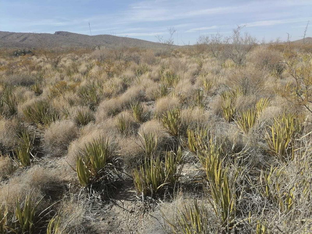 Terreno en venta en Mapimí, Mapimí — foto 1 de 12