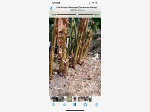 Terreno en venta en La Huizachera, Jiutepec — foto 3 de 5