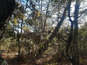 Terreno en Tzintzuntzita, Tzintzuntzán, Michoacán de Ocampo — foto 1 de 13