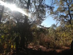 Terreno en venta en Tzintzuntzita, Tzintzuntzán — foto 2 de 13