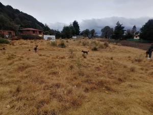 Terreno en renta en Centro Ocoyoacac, Ocoyoacac — foto 3 de 6