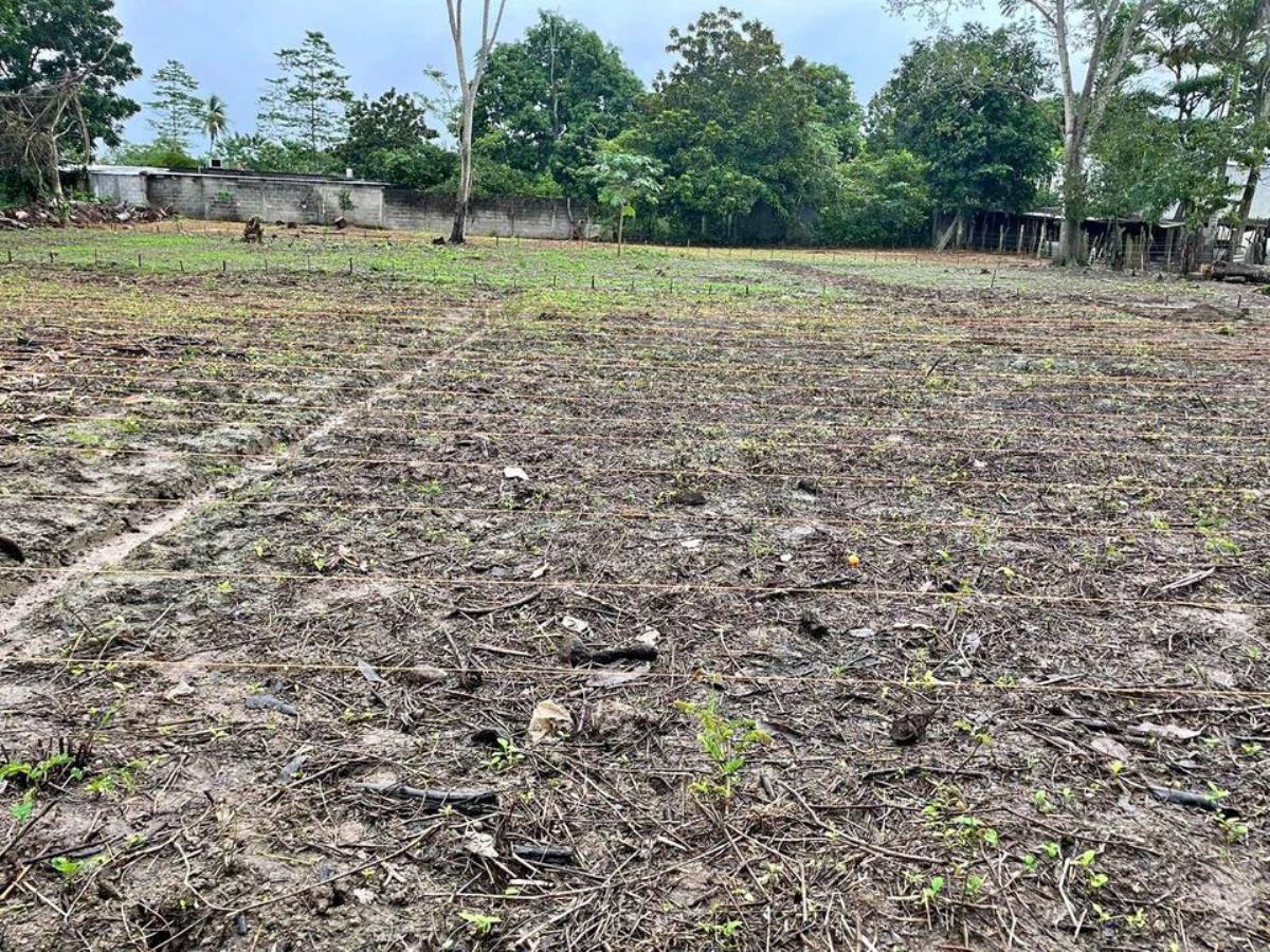 Terreno en venta en Plátano y Cacao 1ra Sección, Centro — foto 1 de 8
