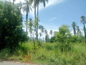 Terreno en venta en La Unión 1ra. Sección (Amatillo), Paraíso — foto 2 de 4