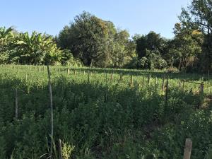Terreno en venta en Tetecala, Tetecala — foto 2 de 33