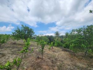 Finca-Rancho en venta en Manantial, Tihuatlán — foto 2 de 9